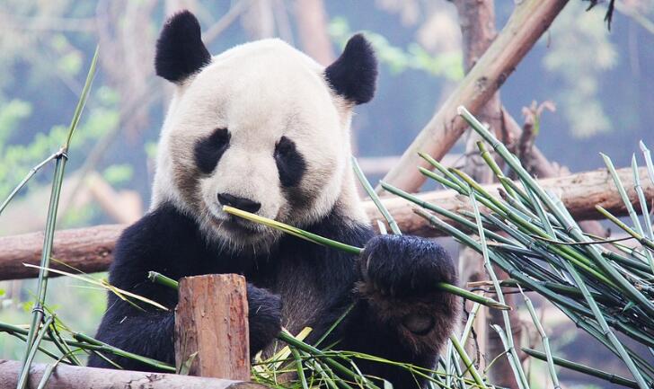 成都SEO公司那家好?