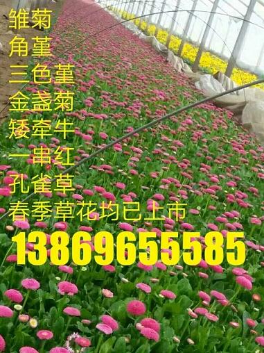 圖片中聯系方式水印面積較大